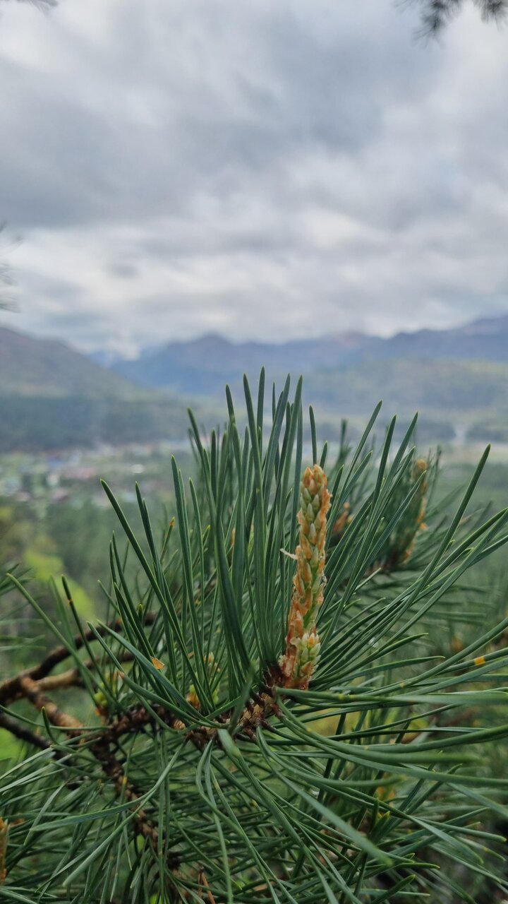 Гостевой дом Усадьба Алтын Торбок Чемал-35