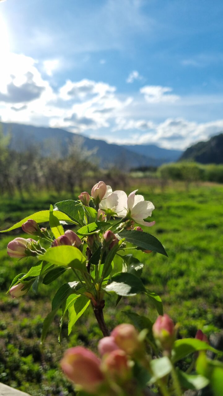 Гостевой дом Усадьба Алтын Торбок Чемал-49