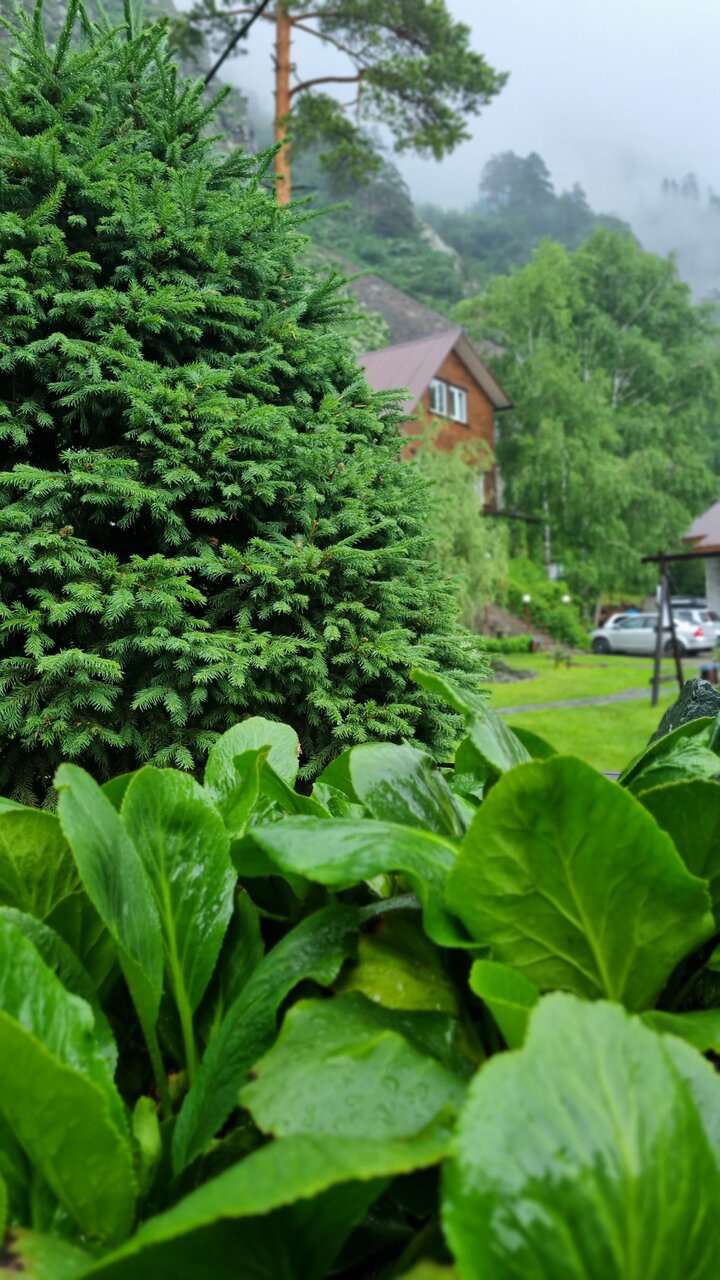 Гостевой дом Усадьба Алтын Торбок Чемал-15