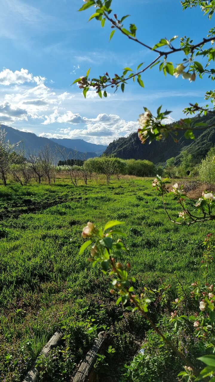 Гостевой дом Усадьба Алтын Торбок Чемал-71