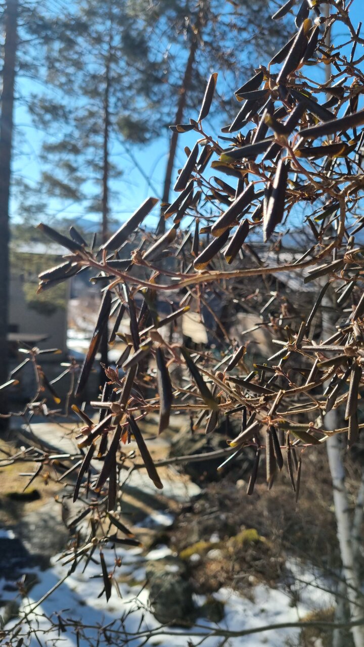 Гостевой дом Усадьба Алтын Торбок Чемал-64