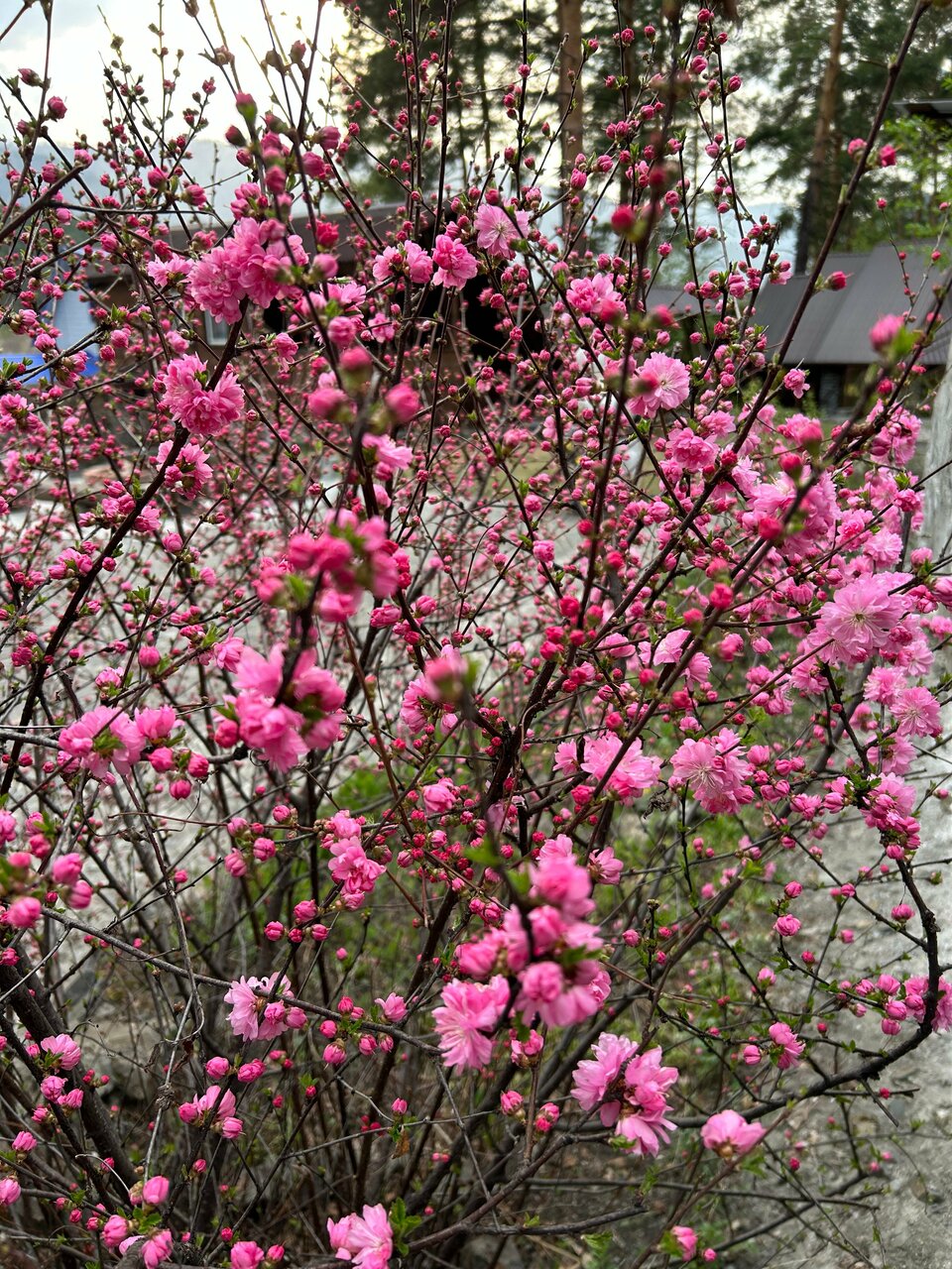 Гостевой дом Усадьба Алтын Торбок Чемал-139