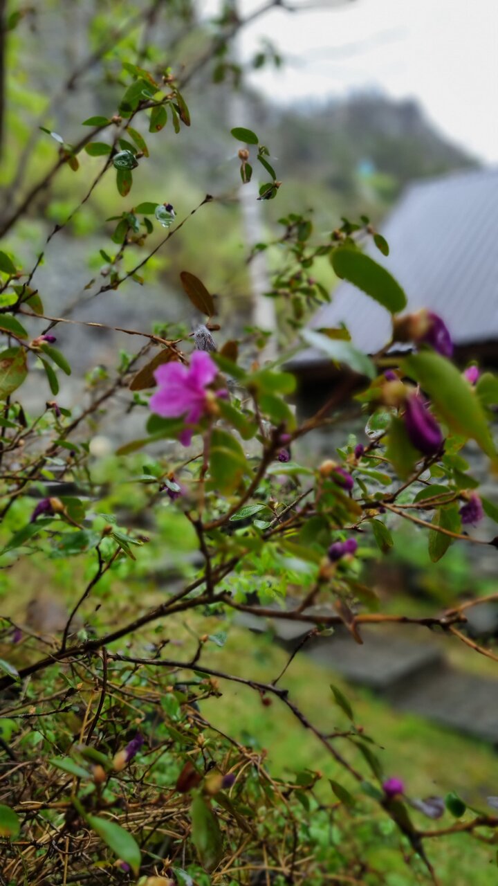 Гостевой дом Усадьба Алтын Торбок Чемал-25