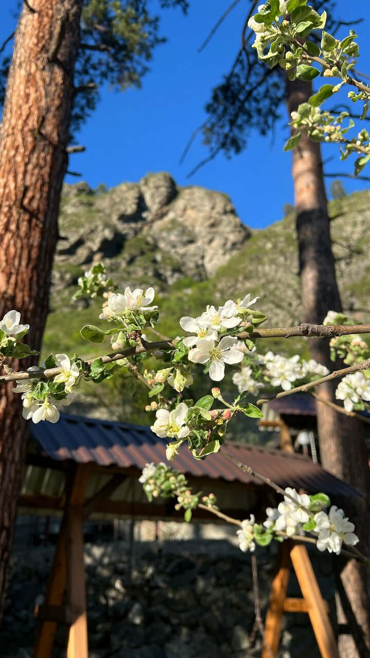 Гостевой дом Усадьба Алтын Торбок Чемал-97