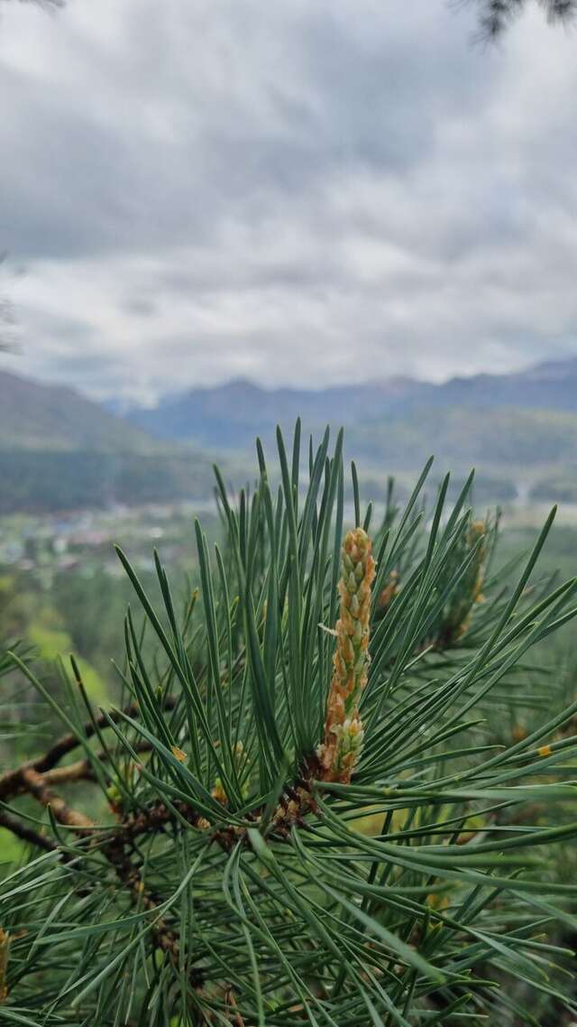Гостевой дом Усадьба Алтын Торбок Чемал-34