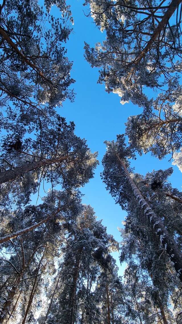 Гостевой дом Усадьба Алтын Торбок Чемал-71