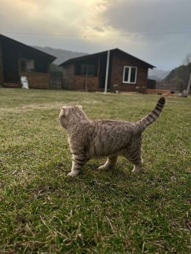 Гостевой дом Усадьба Алтын Торбок Чемал-91