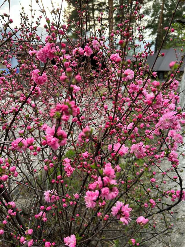 Гостевой дом Усадьба Алтын Торбок Чемал-138