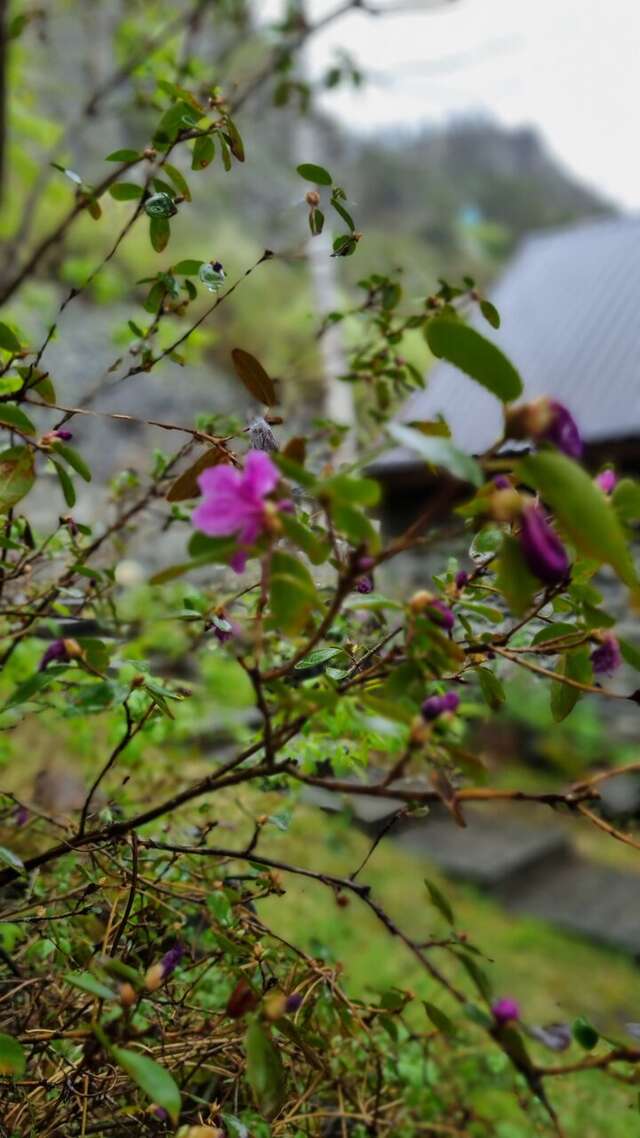 Гостевой дом Усадьба Алтын Торбок Чемал-24