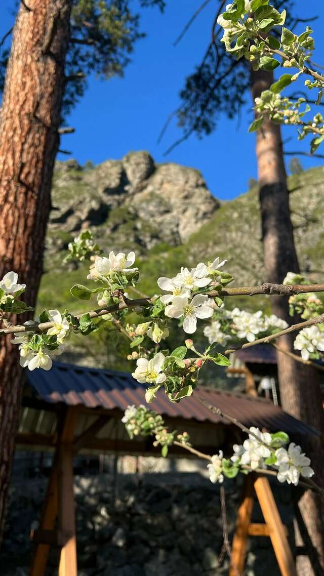 Гостевой дом Усадьба Алтын Торбок Чемал-96